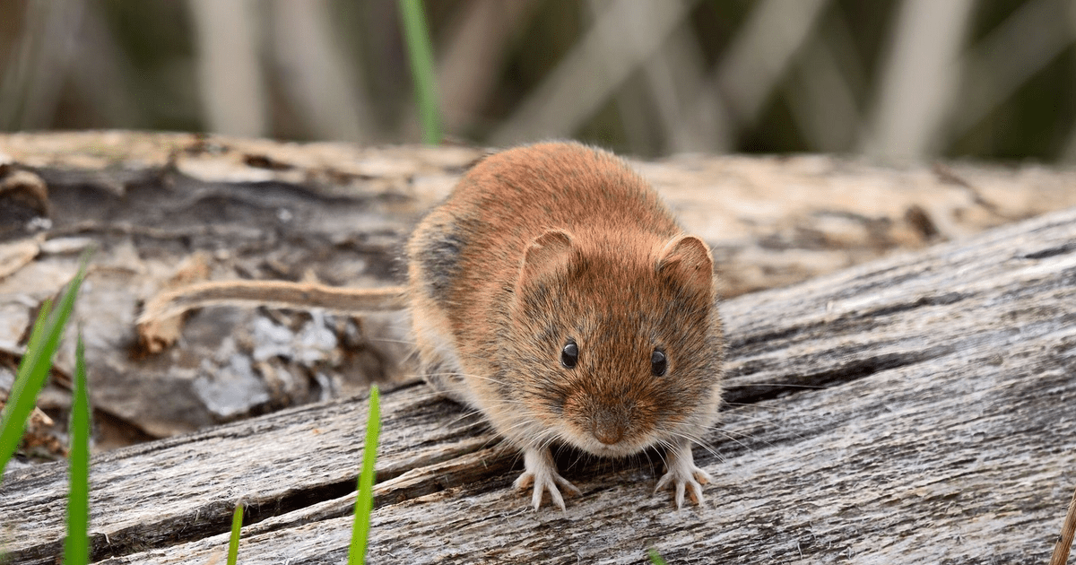 Коронавирус в сарае: что известно о новом штамме Гримсё, который переносят мыши